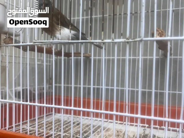 دكر كناري مضروب عاليورك عمره 6 شهور كيف بادي يغني