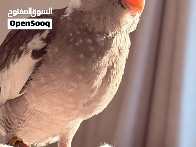 فرخ كوكتيل طيران حر