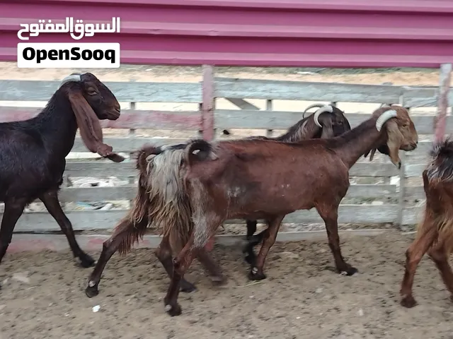 4 معزات هجين ربي يبارك سنهم 3رباع ووحدة سدسة لعشورية بنصيب مكانهم صبراتة يوجد توصيل سعر البيع جملة ع