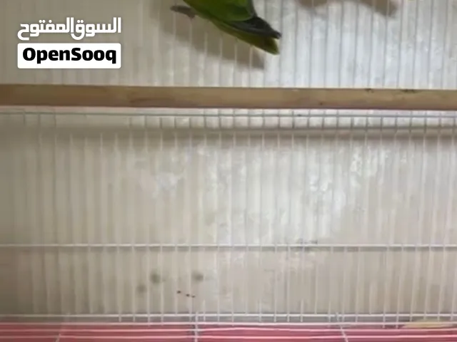 لوف بيرد اوبلاين