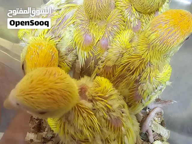 فروخ لوفبيرد لاتينو وبلو وألوان أخرى  Baby Lovebirds