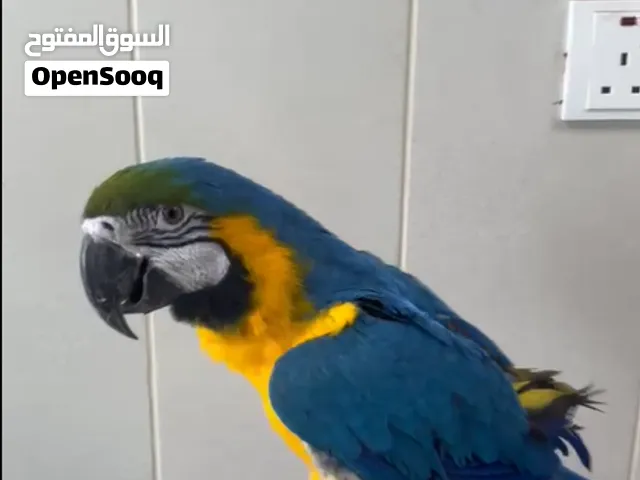 Blue & Gold Macaw   ببغاء مكاو أزرق وذهبي