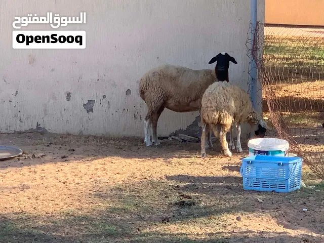 نعجه تحتها فطيمه