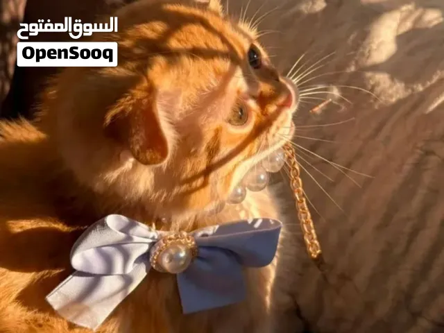 ميشو، قط ذكي جدًا واليف