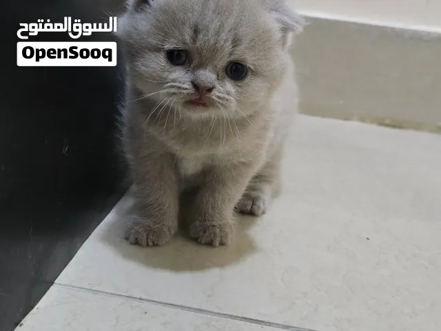 Adorable Scottish Fold