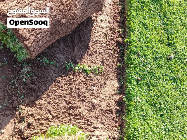 بسم الله ماشاء الله يتوفر لدينا نجيل طبيعي ام بي 5 امريكي طول الشعيره 2سم