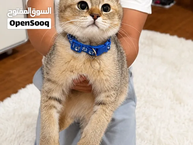 للبيع قطة سكوتش فولد (Scottish Fold) - ذكر