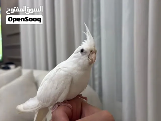 كوكتيل البينو