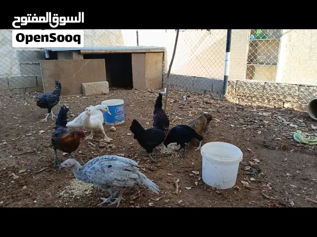 ست جاجات ب 30 د  بطتين ذكر وانثى ب 10 د  ذكر حبش صغير ب 8 د  ديك صغير دينارين  الزرقاء