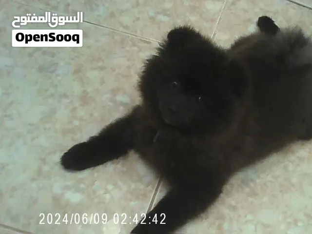 Female dog