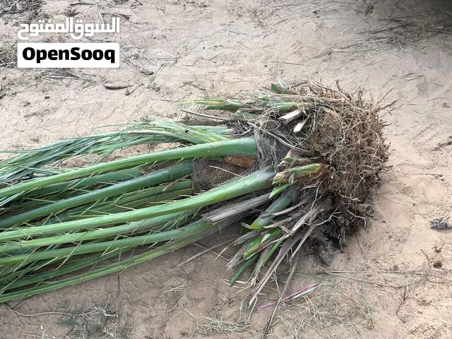 فساءل حرة حجم كبير