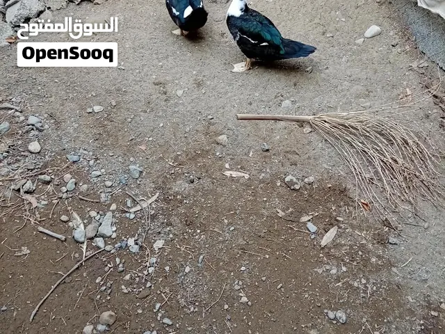 للبيع بط اناث فقط الحبه 3 ريال اذا تاخذ كميه بيصير تخفيض فسعر