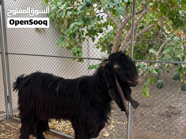 لبيع فحل باكستاني بيور