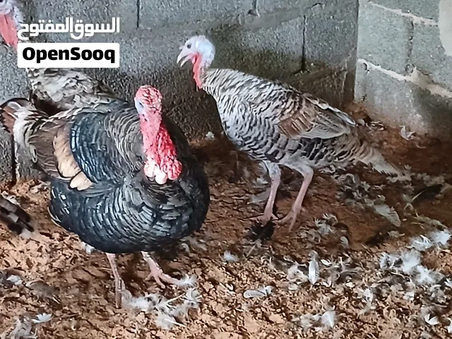 بسم الله مشاءالله ديك رومى للبيع