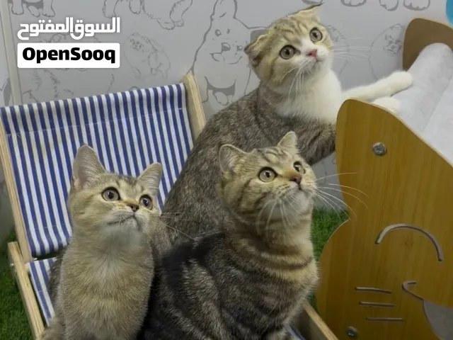 سكوتش فولد وبرتش لعوبات جدا