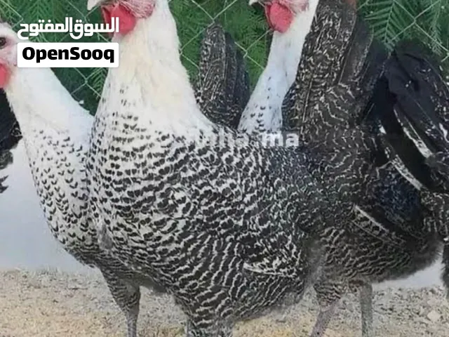 دجاج فيومي مصري بياض