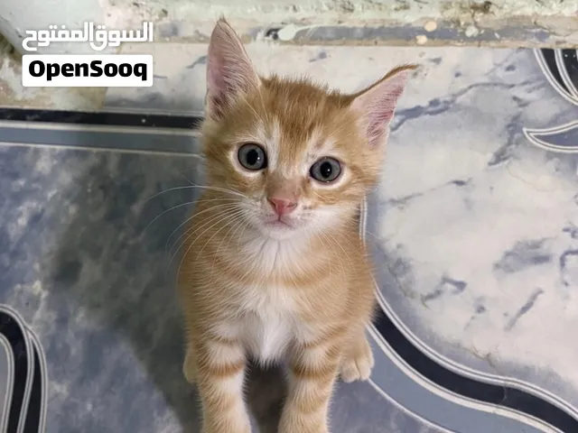 Orange tabby ginger cat