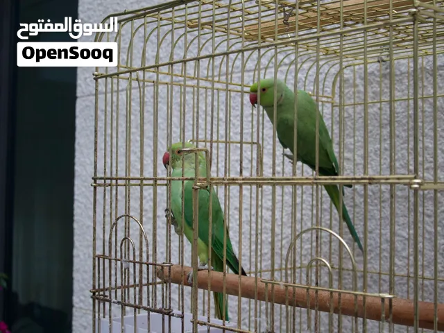 زوج ببغاء اخضر نوع الدره للبيع