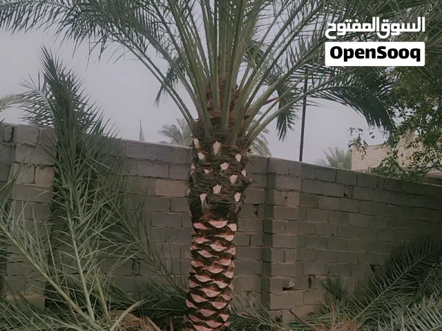 اني عامل تكريب نخيل زراعة اشتلات