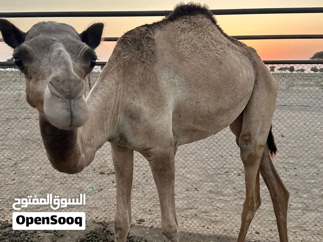 للبيع بكره لقيه تصلح الإنتاج سلاله قويه