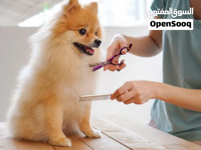 pet care and grooming