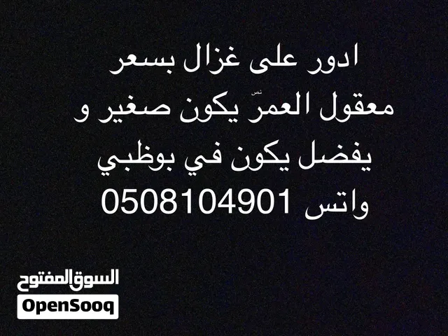 ادور على غزال للبيع بسعر معقول يفضل يكون في بوظبي يكلمني واتس