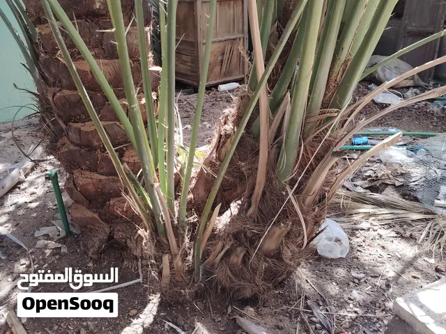 فسايل برحي