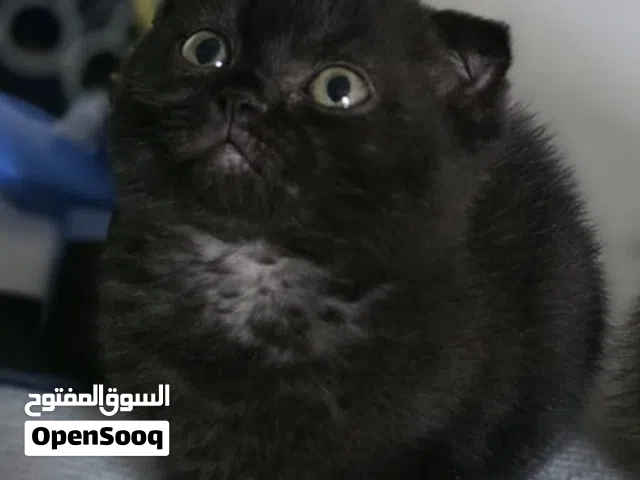 سكوتش فولد شورت هير دارك شوكلت  Scottish Fold Dark Chocolate Female