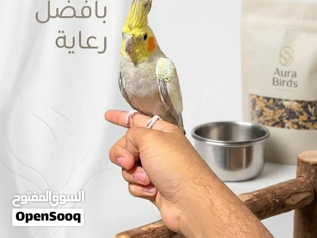 كوكتيل، كروان، طير زينة، للبيع