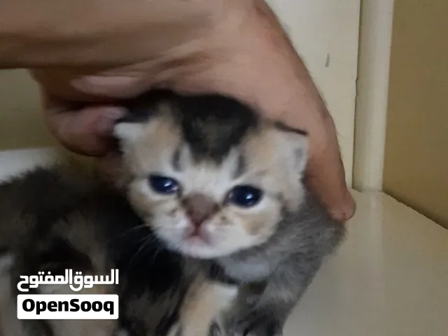 قطة برتش بلو منتجة معاها 4 كيتن