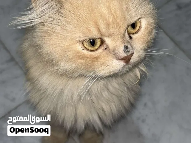 ذكر للتبني عمره سنه  اليف كثير، لعوب، ماله صوت، و متعود عالليتر  للتواصل عبر الواتس