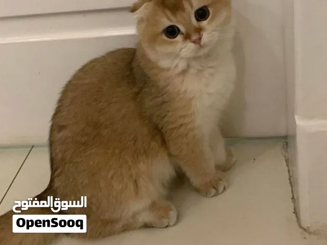 قط سكوتش نقاوه 100٪