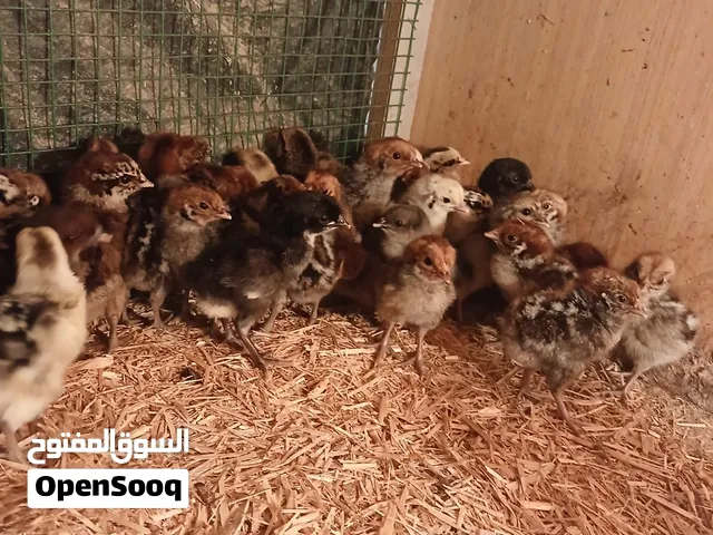 صوص فيومي للبيع