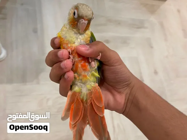 البيع كنيور