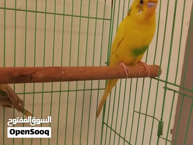 طيور بادجي