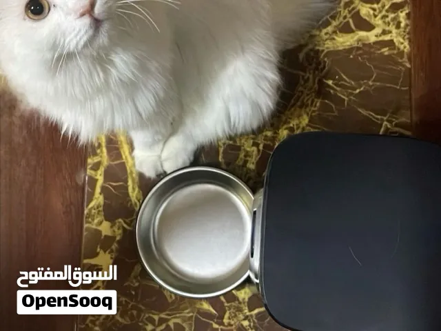 قطه شيرازيه