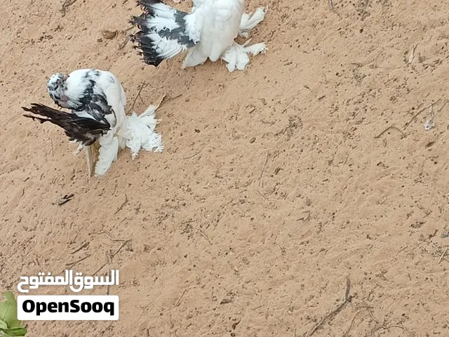 المكان ورشفانة