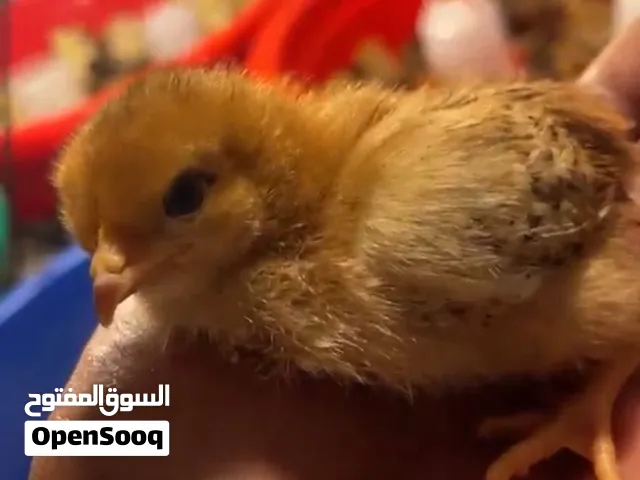 للبيع بيض دجاج لهمان الأحمر مخصب