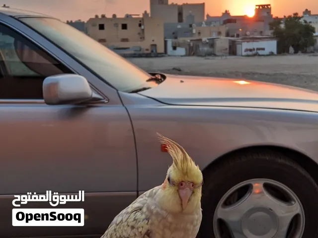 طير كوكتيل اليف قابل بالبدل مع طير ثاني