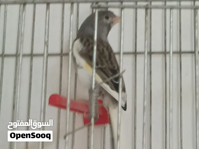 طير كنار فحل بدون قفص