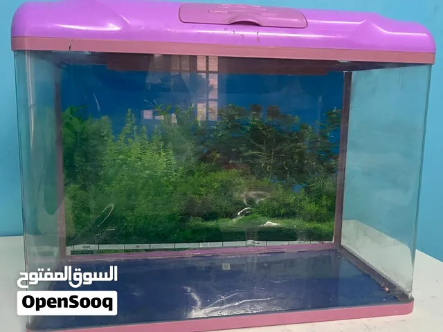 حوض سمك جميل