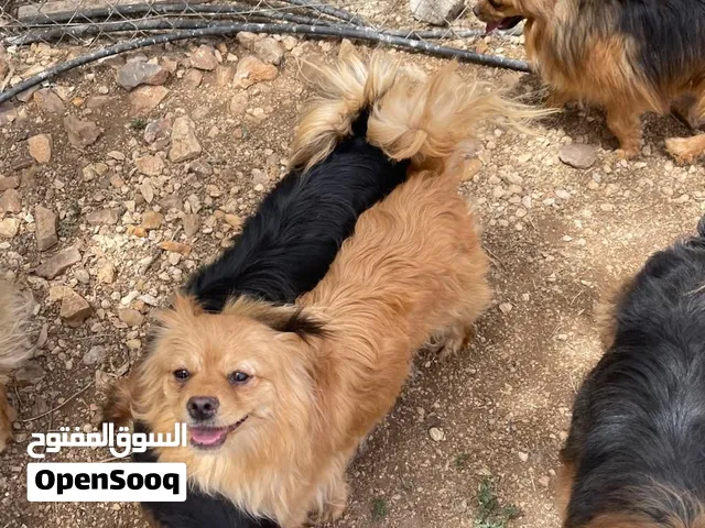 كلاب للبيع 10 حبات