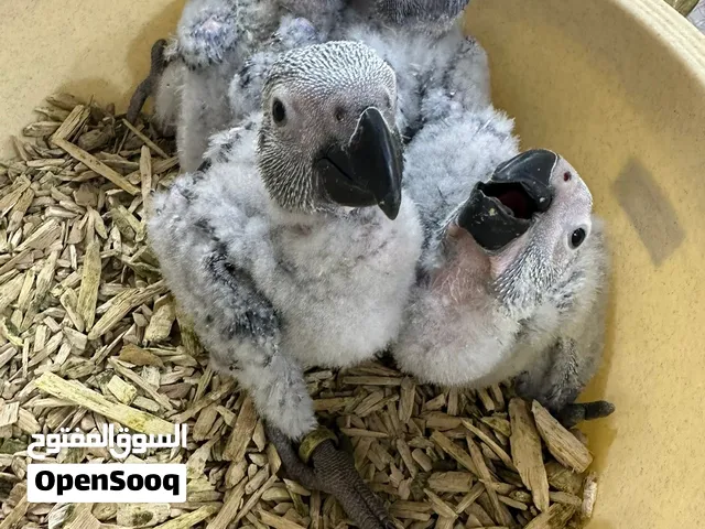 للبيع فروخ كاسيكو الحجم جامبو