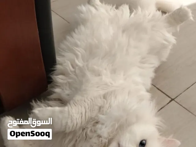 قط شيرازي أليف
