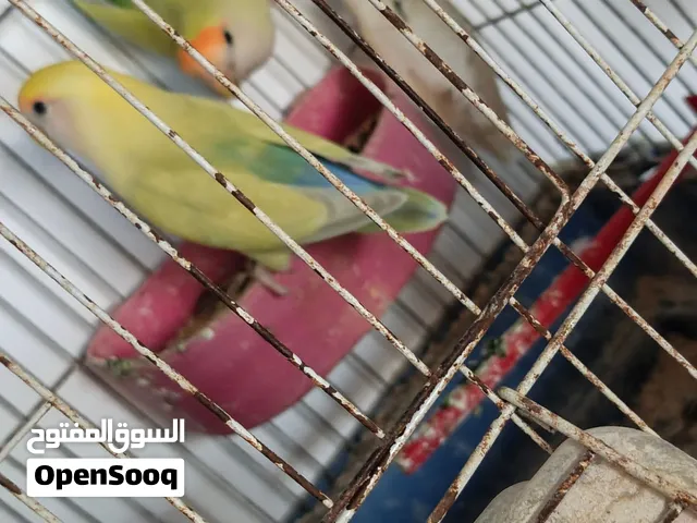 جوزين روز  اصفر