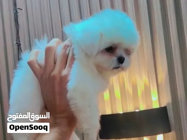 كلبة لطيفه shih tzu للبيع