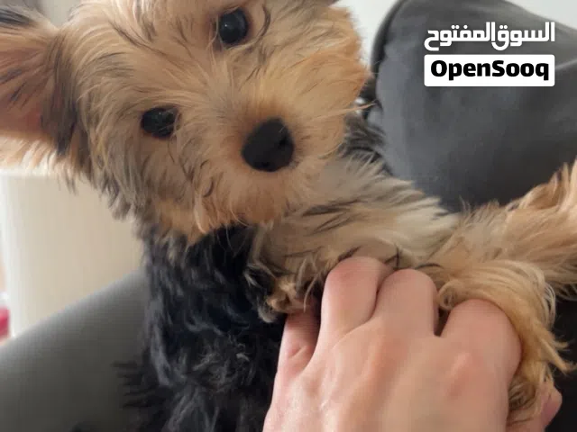 جرو يوركشاير تيرير بيور (Yorkshire Terrier) مميز ولطيف جداً !