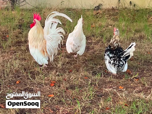 دجاجه زهري