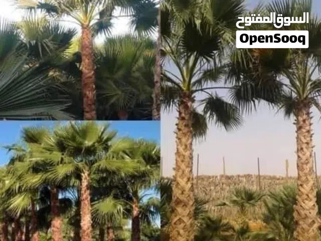 نخل مثمر ونخل زينه جميع الاصناف والاطوال للبيع