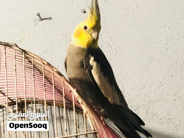 زوج كوكتيلات للبيع اقره الوصف
